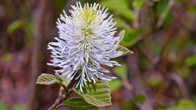 dwarf fothergilla flower