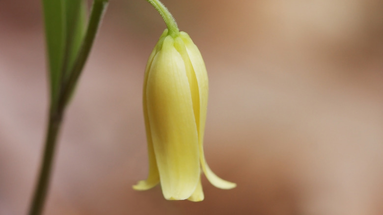 yellow sessile-leaf bellwort bloom