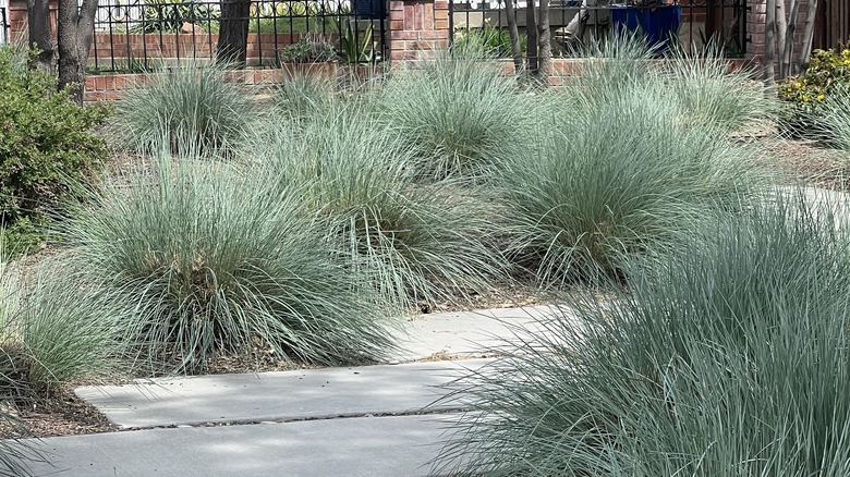 Clumps of blue oat grass encircling a sidewalk