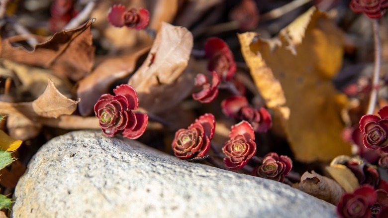 Bronze stonecrop growing near a rock with scattered fallen tree leaves