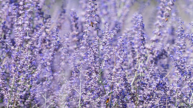 A field of blooming Russian sage with honey bees