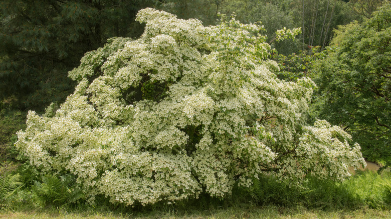 Chinese dogwood tree in bloom