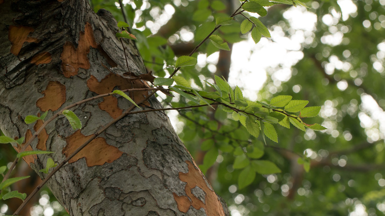 Close up Chinese elm trunk