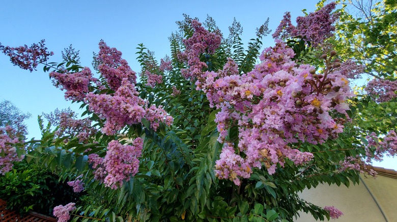 Pink flowering crape myrtle tree