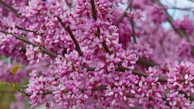 Pink redbud in full bloom