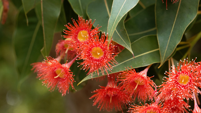 Flowering gum with red flowers