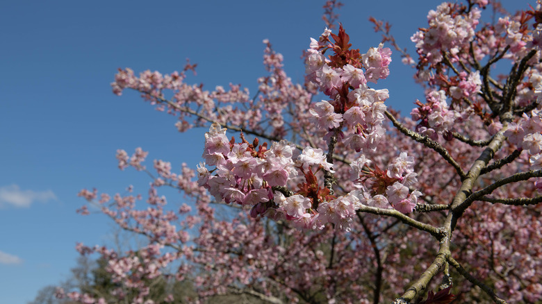 Branch of fuji cherry tree 