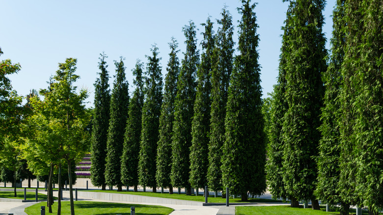 Green giant arborvitae shaped conically 