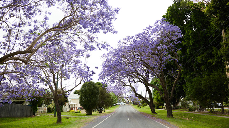 Jacaranda trees near a road