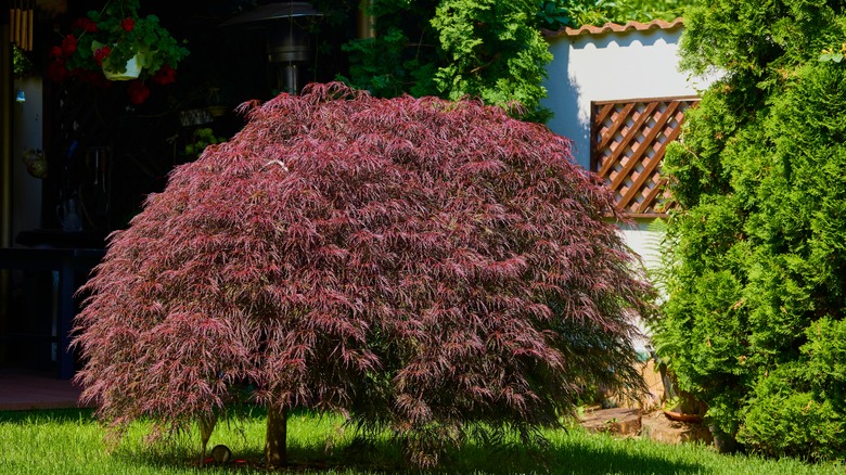 Small and red Japanese maple