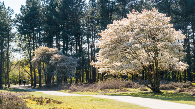 June serviceberry tree on roadside