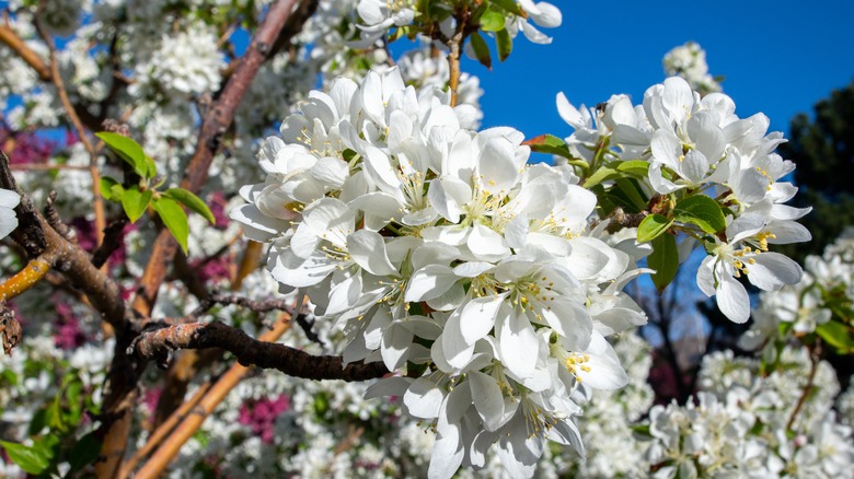 Spring snow crabapple in bloom