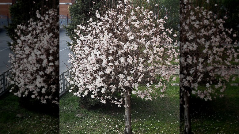 Sweetbay magnolia tree in bloom