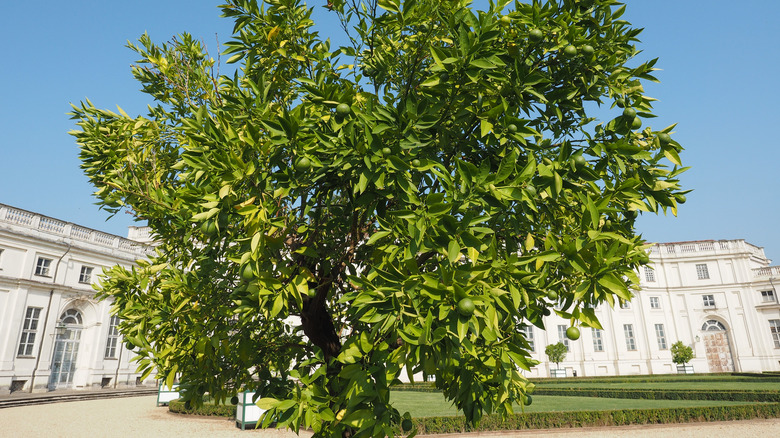 Tahitian lime tree with fruit