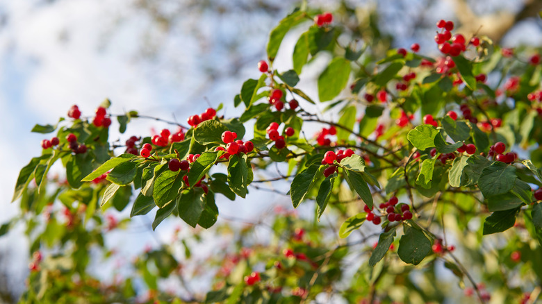 Yaupon holly with red berries