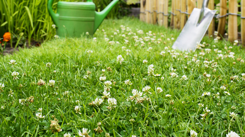 White clover blooming in lawn