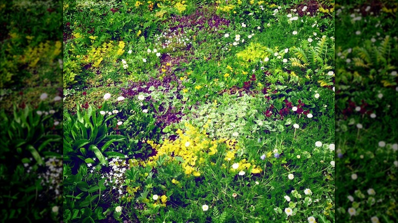 Vibrant healthy tapestry lawn