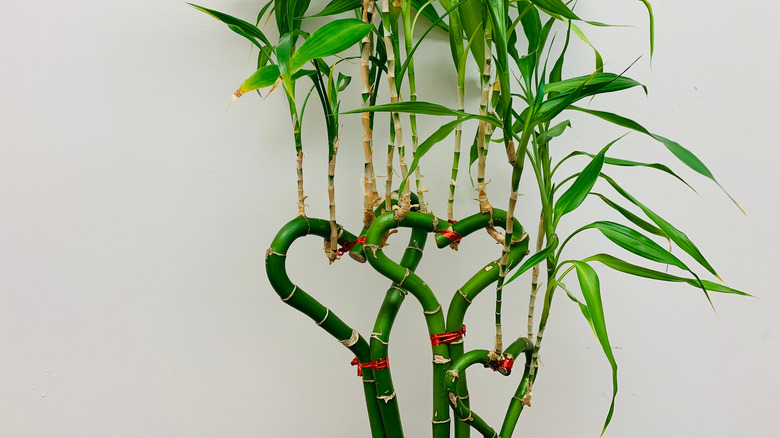 heart-shaped lucky bamboo