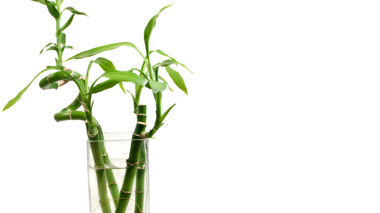 three lucky bamboo stalks in glass vase