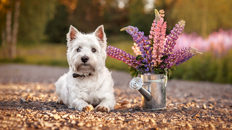 Dog next to lupine bouquet