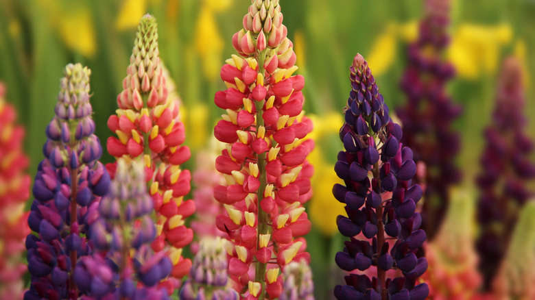 Colorful lupine flowers close-up