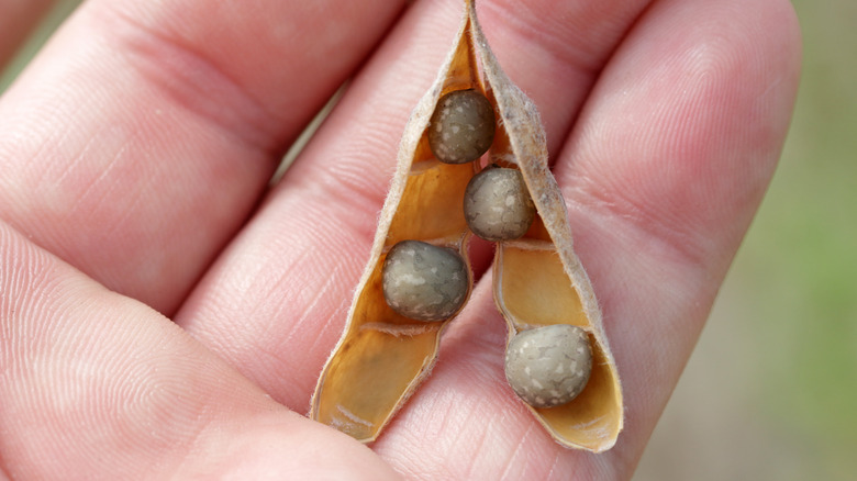 Inside lupine seed pod