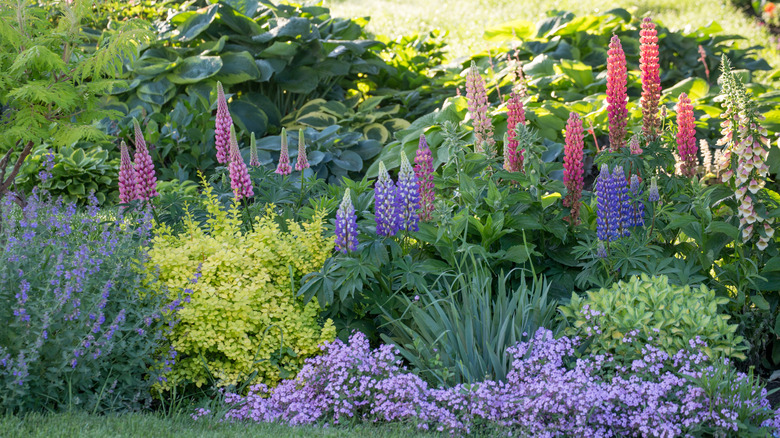 Lupines in spring garden