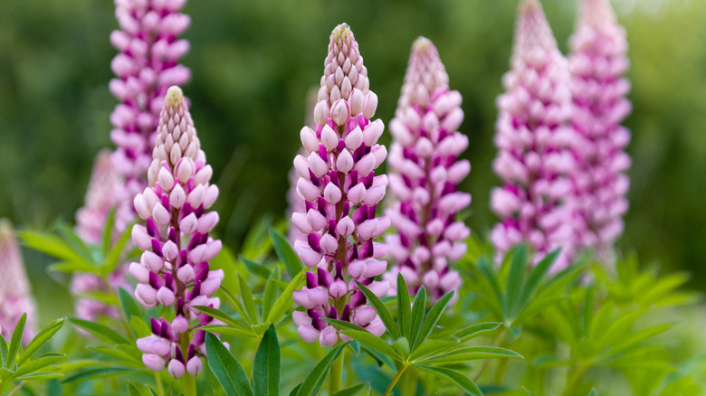 Lupine Flowers: Everything You Should Know Before Planting