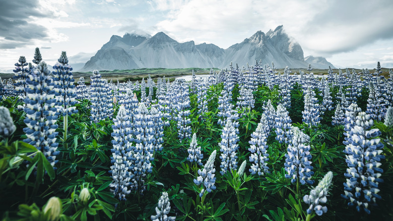 Blue lupine field