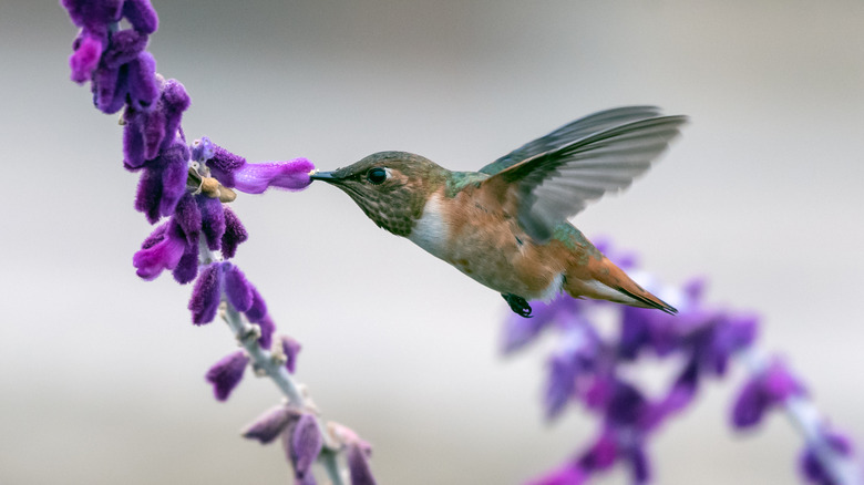 Hummingbird feeding on a native plant