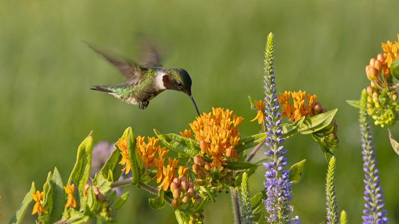 Hummingbird feeding on native milkweed