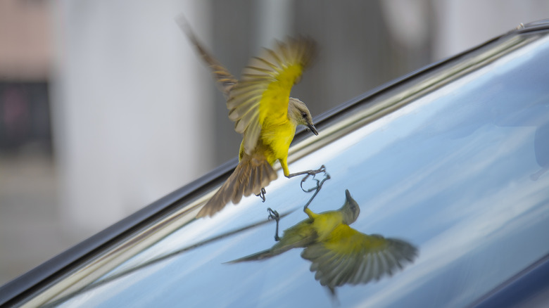 bird attacking reflection in mirror