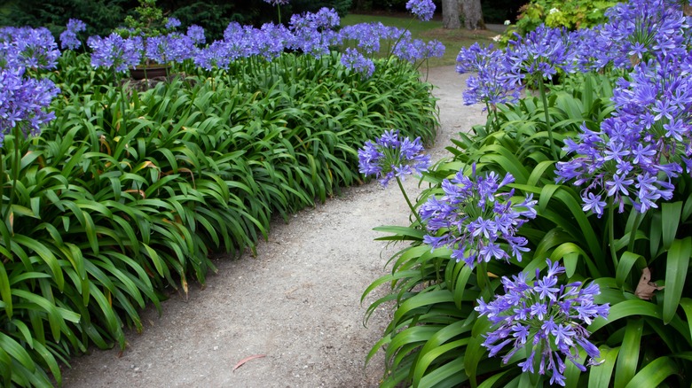 garden of Agapanthus flowers