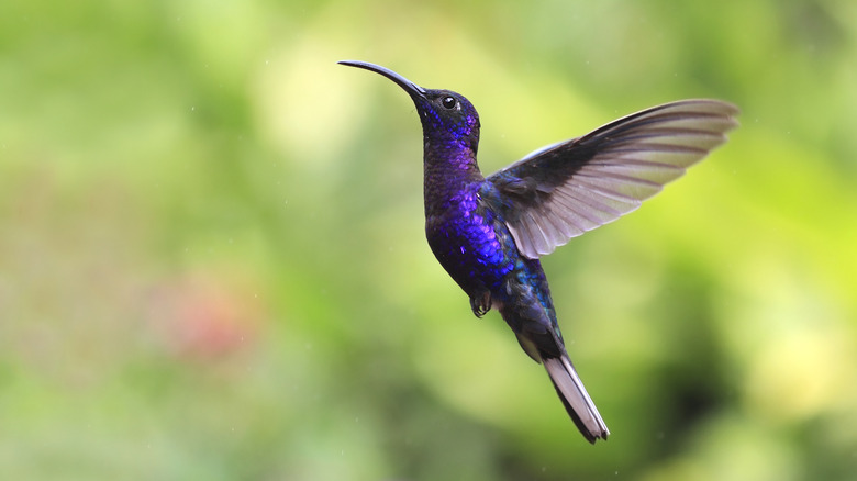 blue hummingbird flying