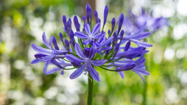 closeup of Agapanthus flower