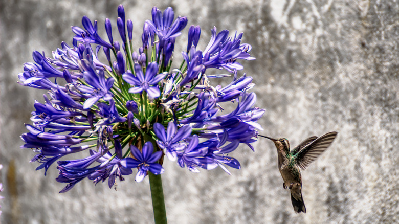 hummingbird drinking from Agapanthus flower