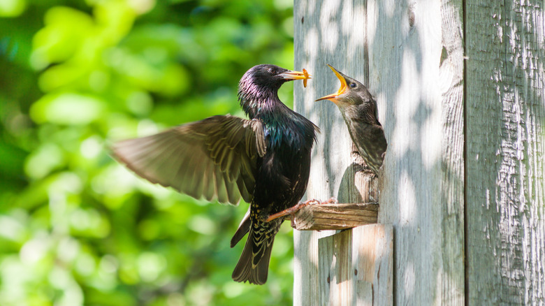 starling feeding grub to nestling