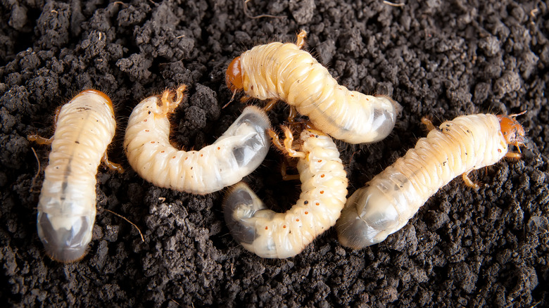 brown soil with beetle larvae