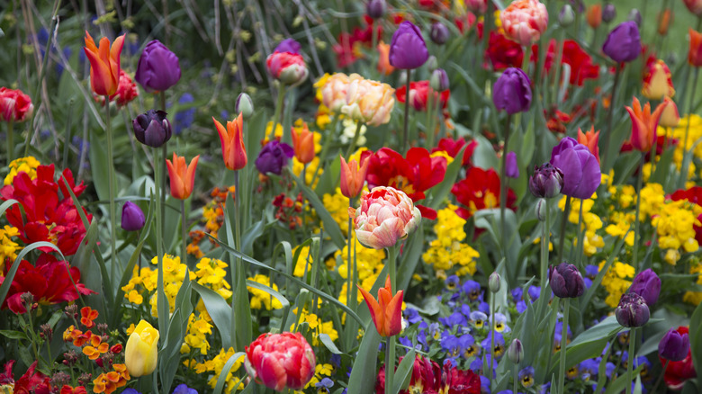 Different bulb varieties growing together.