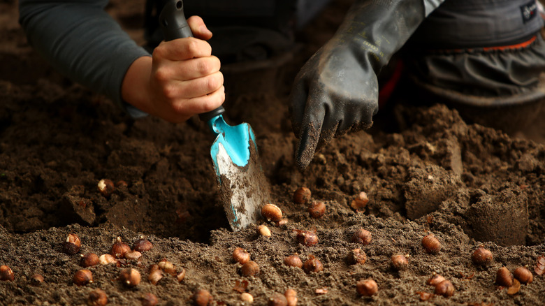 Person digging in dirt with a shovel to plant bulbs.