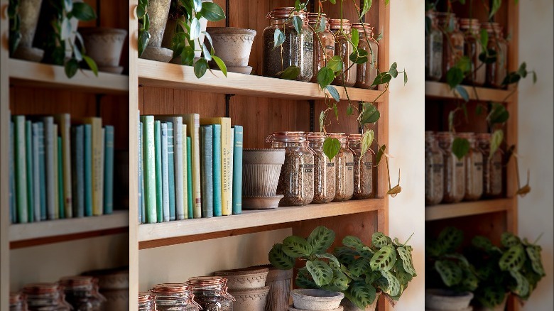 Houseplants on shelves