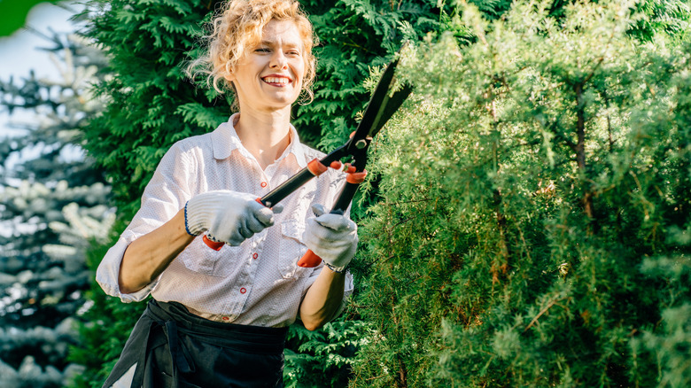 Person trimming bushes