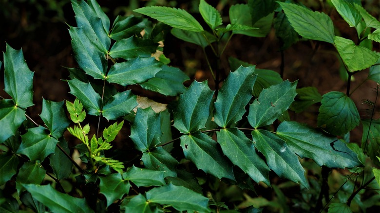 Mahonia leaves