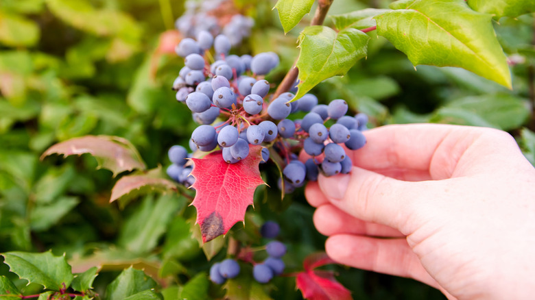 Hand holding mahonia berries