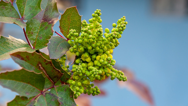 Mahonia shrub