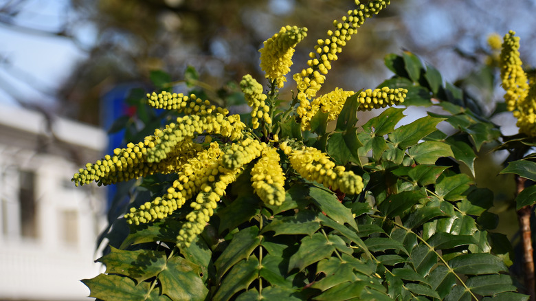 Mahonia in a garden