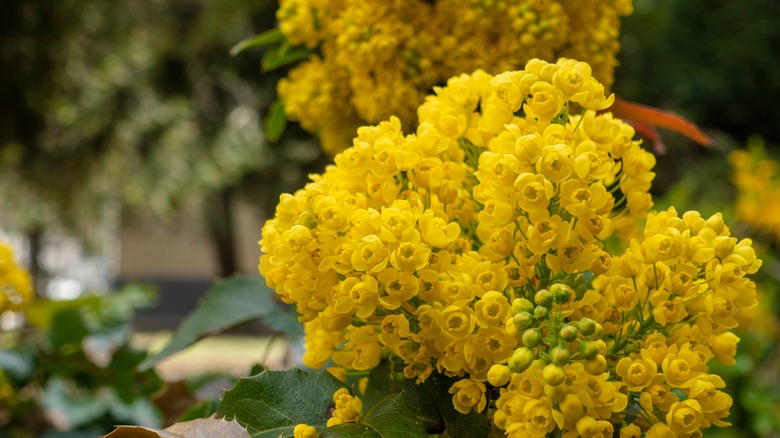 Yellow mahonia blooms