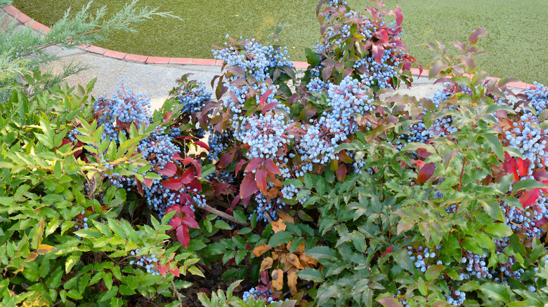 Mahonia plant with berries