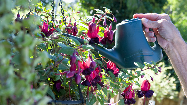 person watering hanging basket