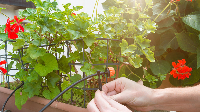 setting up drip irrigation